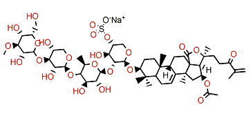 Colochiroside B3